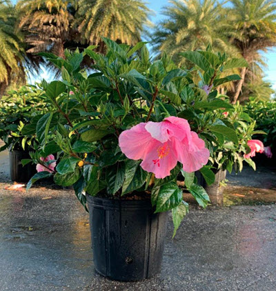 Seminole Pink Bush